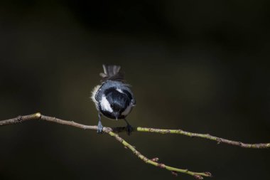 Sevimli küçük kuş. Doğa arka planı. Park, bahçe orman kuşu: Kömür meyonu. 