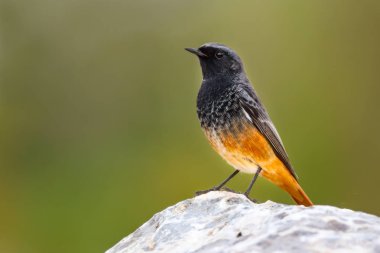 Siyah turuncu kuş. Yeşil doğa arka planı. 