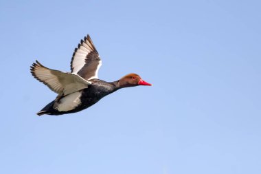 Uçan ördek. Bkue gökyüzü arka plan. Kuş: Kırmızı tepeli Pochard. Netta rufina. 