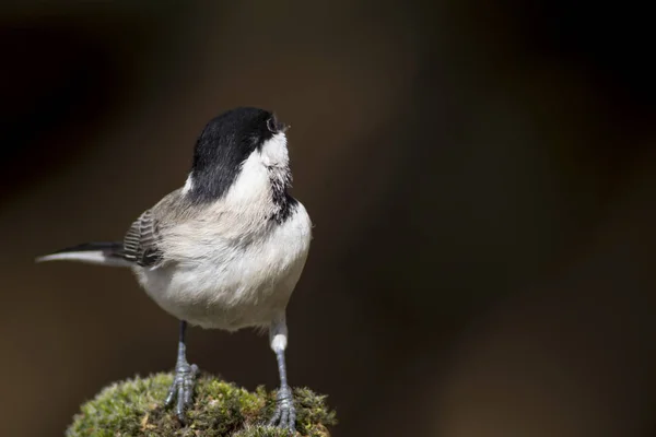 Cute little bird. Dark nature background. Bird: Sombre Tit. Poecile lugubris.