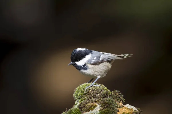 Söt Liten Fågel Natur Bakgrund Park Trädgård Skog Fågel Kolmes — Stockfoto