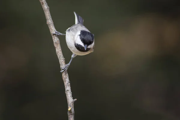Cute little bird. Dark nature background. Bird: Sombre Tit. Poecile lugubris.