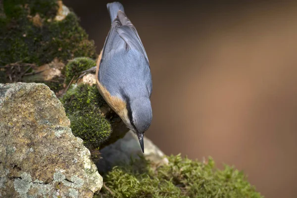 Cute Małego Ptaka Ciemne Tło Natury Krupers Nuthatch Sitta Krueperi — Zdjęcie stockowe