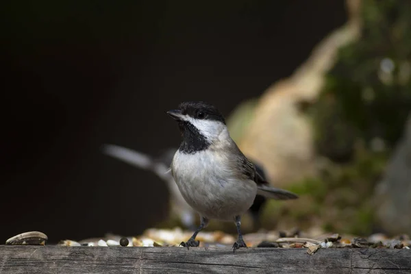 Cute little bird. Dark nature background. Bird: Sombre Tit. Poecile lugubris.