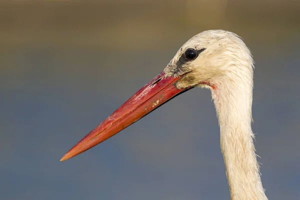 Čáp Přírodní Pozadí Pták Bílý Čáp Ciconia Ciconia — Stock fotografie