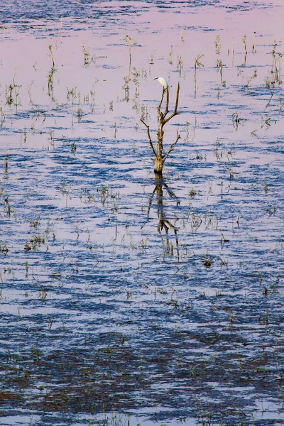 Droge Boom Witte Reiger Zonsondergang Natuur Kleuren Achtergrond Kleine Zilverreiger — Stockfoto