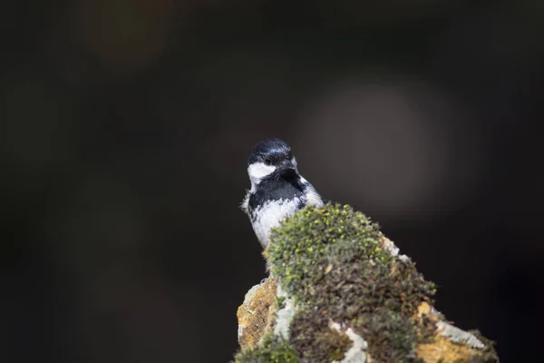 Schattige Kleine Vogel Natuur Achtergrond Park Tuin Bos Vogel Kolen — Stockfoto