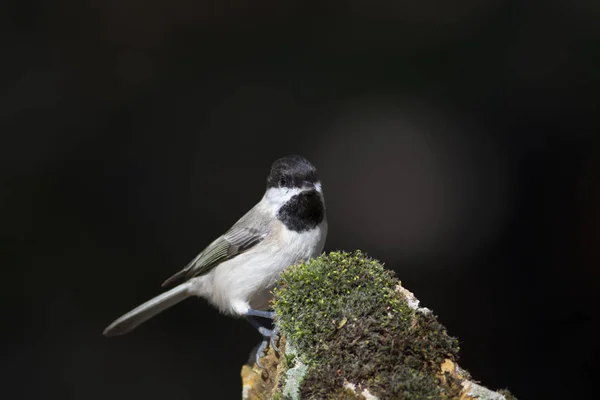Schattige Kleine Vogel Donkere Natuur Achtergrond Vogel Sombere Tit Poecile — Stockfoto