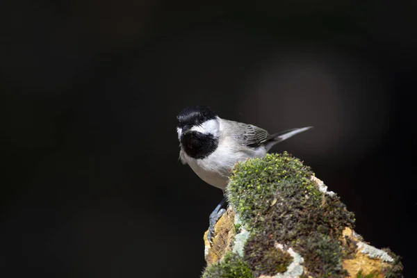可爱的小鸟黑暗的自然背景 Sombre Tit Poecile Lugubris — 图库照片