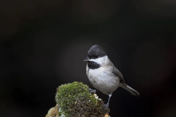 Lindo Pajarito Fondo Naturaleza Oscura Pájaro Teta Sombría Poecile Lugubris — Foto de Stock