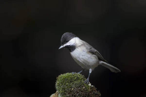 Que Passarinho Giro Fundo Natureza Escura Pássaro Seios Sombrios Lugubris — Fotografia de Stock