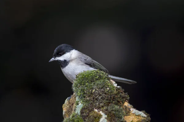 Que Passarinho Giro Fundo Natureza Escura Pássaro Seios Sombrios Lugubris — Fotografia de Stock