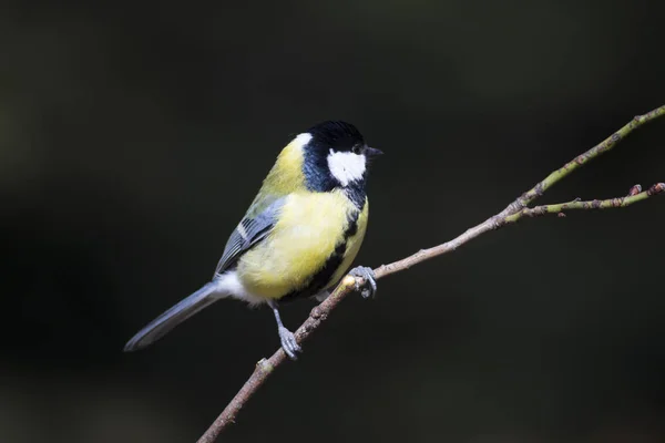 Niedlicher Kleiner Vogel Kohlmeise Dunkler Hintergrund — Stockfoto