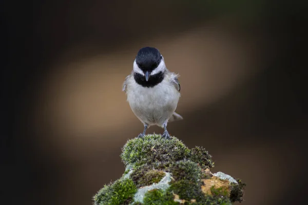 Lindo Pajarito Fondo Naturaleza Oscura Pájaro Teta Sombría Poecile Lugubris — Foto de Stock