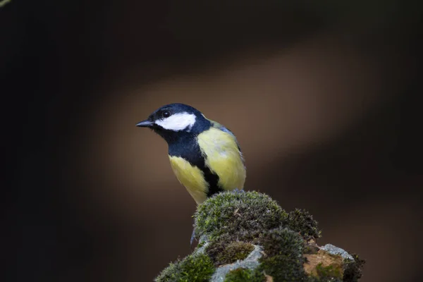 Que Passarinho Giro Bela Mama Fundo Natureza Escura — Fotografia de Stock