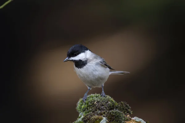 Cute little bird. Dark nature background. Bird: Sombre Tit. Poecile lugubris.