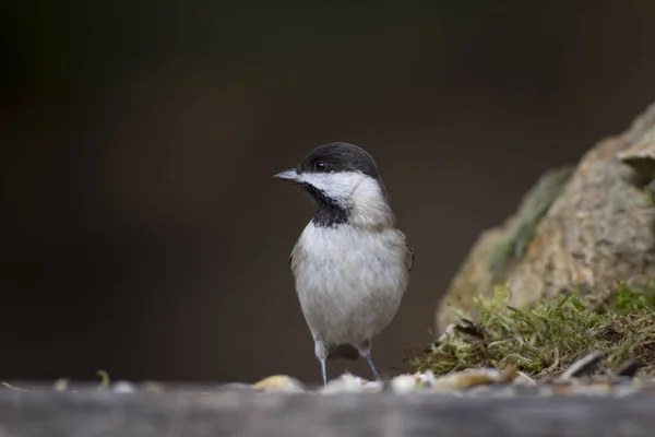 Lindo Pajarito Fondo Naturaleza Oscura Pájaro Teta Sombría Poecile Lugubris — Foto de Stock