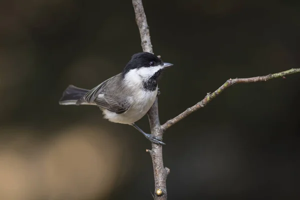 Lindo Pajarito Fondo Naturaleza Oscura Pájaro Teta Sombría Poecile Lugubris — Foto de Stock