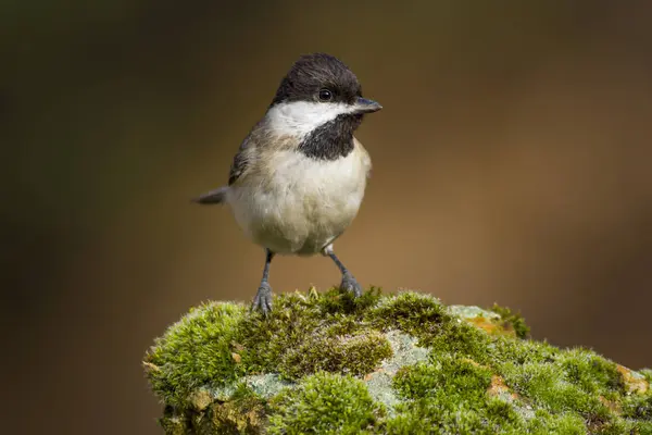 Cute little bird. Dark nature background. Bird: Sombre Tit. Poecile lugubris.