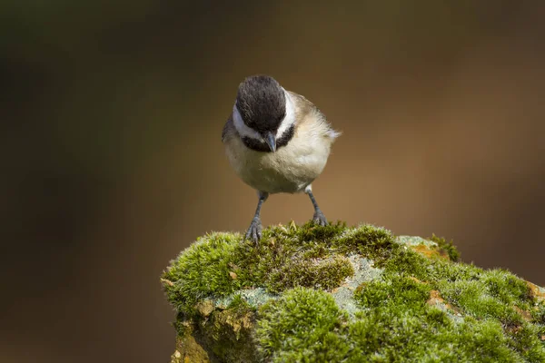 Cute little bird. Dark nature background. Bird: Sombre Tit. Poecile lugubris.