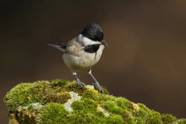 可爱的小鸟黑暗的自然背景 Sombre Tit Poecile Lugubris — 图库照片