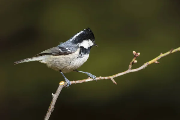 Niedlicher Kleiner Vogel Natur Hintergrund Park Garten Waldvogel Kohlmeise — Stockfoto