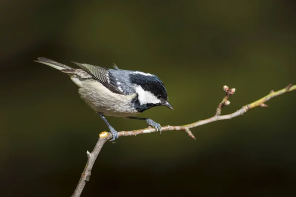 Schattige Kleine Vogel Natuur Achtergrond Park Tuin Bos Vogel Kolen — Stockfoto