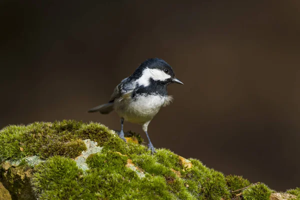 Lindo Pajarito Fondo Naturaleza Parque Jardín Bosque Pájaro Teta Carbón — Foto de Stock