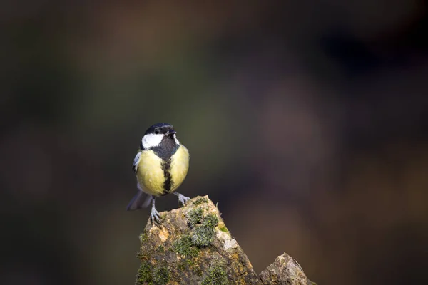 Cute little bird. Great tit. Dark nature background.