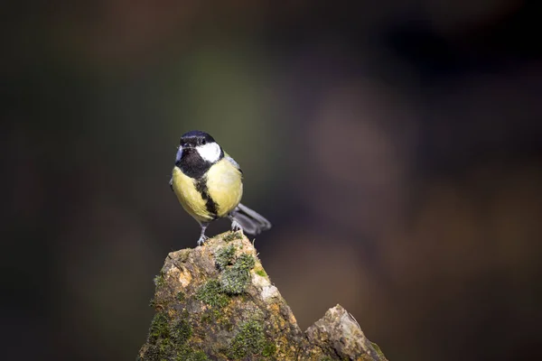 Lindo Pajarito Gran Teta Fondo Naturaleza Oscura —  Fotos de Stock