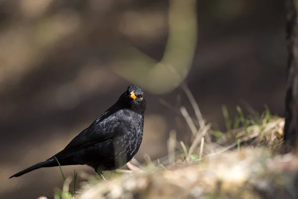 Pájaro Negro Común Turdus Merula Fondo Naturaleza —  Fotos de Stock