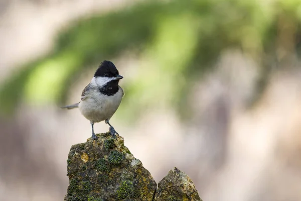 Cute little bird. Dark nature background. Bird: Sombre Tit. Poecile lugubris.