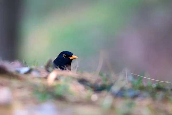 Pájaro Negro Común Turdus Merula Fondo Naturaleza —  Fotos de Stock