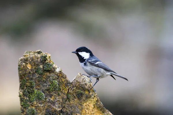 Niedlicher Kleiner Vogel Natur Hintergrund Park Garten Waldvogel Kohlmeise — Stockfoto