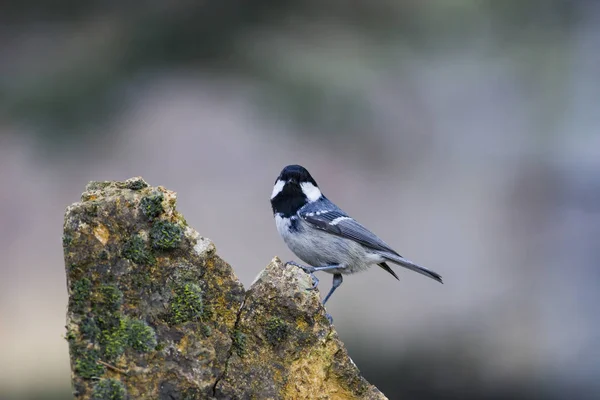 Cute little bird. Nature background. Park, garden forest bird: Coal tit.