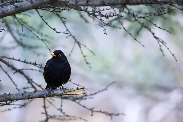 Pájaro Negro Común Turdus Merula Fondo Naturaleza — Foto de Stock