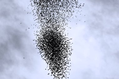 Uçan kuşlar. Mavi gökyüzü arka planı. Kuşlar: Sığırcık. Sturnus vulgaris.