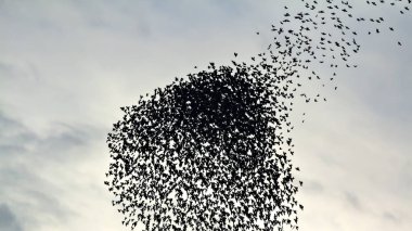 Uçan kuşlar. Mavi gökyüzü arka planı. Kuşlar: Sığırcık. Sturnus vulgaris.
