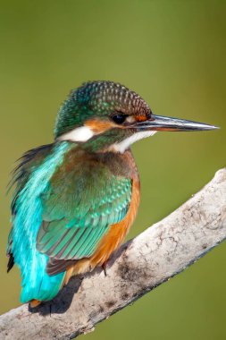 Sevimli küçük renkli kuş Kingfisher. Yeşil doğa arka planı.