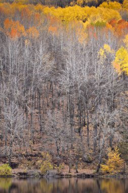 Sonbahar manzara fotoğrafçılığı. Renkli orman arka planı. Ankara, Cubuk, Karagöl. Türkiye. 