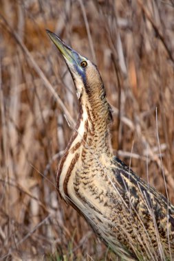Doğa ve kuş. Kuş: Avrasya Bittern. Botaurus stellaris. Sarı kahverengi habitat arka plan. 