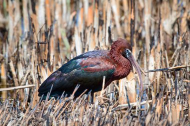 Parlak aynak ve yanmış kuru sazlıklar. Sarı doğa arka planı. Kuş: Parlak Aynak. Plegadis falcinellus.