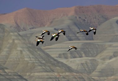Manzara doğa fotoğrafçılığı. Renkli jeolojik oluşumlar. Kuşlar: Ruddy Shelduck. Ankara Beypazarı, Nallihan, Çayhan. Türkiye.