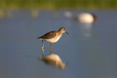 Sevimli su kuşu Wood Sandpiper. Su doğa arka plan. Kuş: Tringa parlama. 