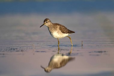 Sevimli su kuşu Wood Sandpiper. Su doğa arka plan. Kuş: Tringa parlama. 