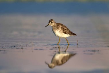 Sevimli su kuşu Wood Sandpiper. Su doğa arka plan. Kuş: Tringa parlama. 