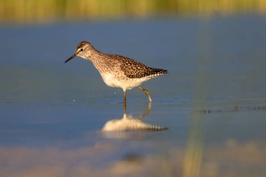 Sevimli su kuşu Wood Sandpiper. Su doğa arka plan. Kuş: Tringa parlama. 