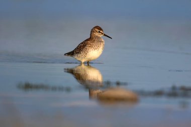 Sevimli su kuşu Wood Sandpiper. Su doğa arka plan. Kuş: Tringa parlama. 