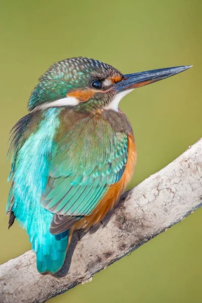 Söt Liten Färgglad Fågel Kungsfiskare Grön Natur Bakgrund — Stockfoto