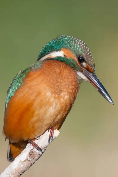 Söt Liten Färgglad Fågel Kungsfiskare Grön Natur Bakgrund — Stockfoto